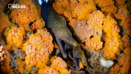 WILD GABÓN -  Documental Nat Geo Wild 2018