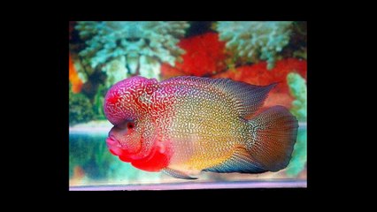 The beautiful flowerhorn fishes.
