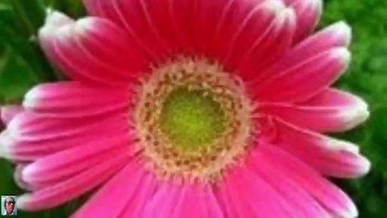 VIẾT VỀ CHA by Trầm Thiên Thu