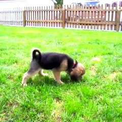 Cats vs Dogs.. The battle that will never stop being funny 