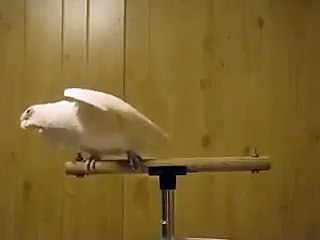 Ya Nabi ya Nabi Islamic poiem