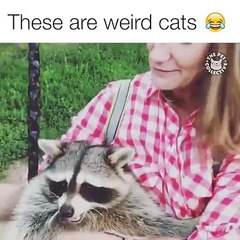 Raccoons are essentially just crazy cats 