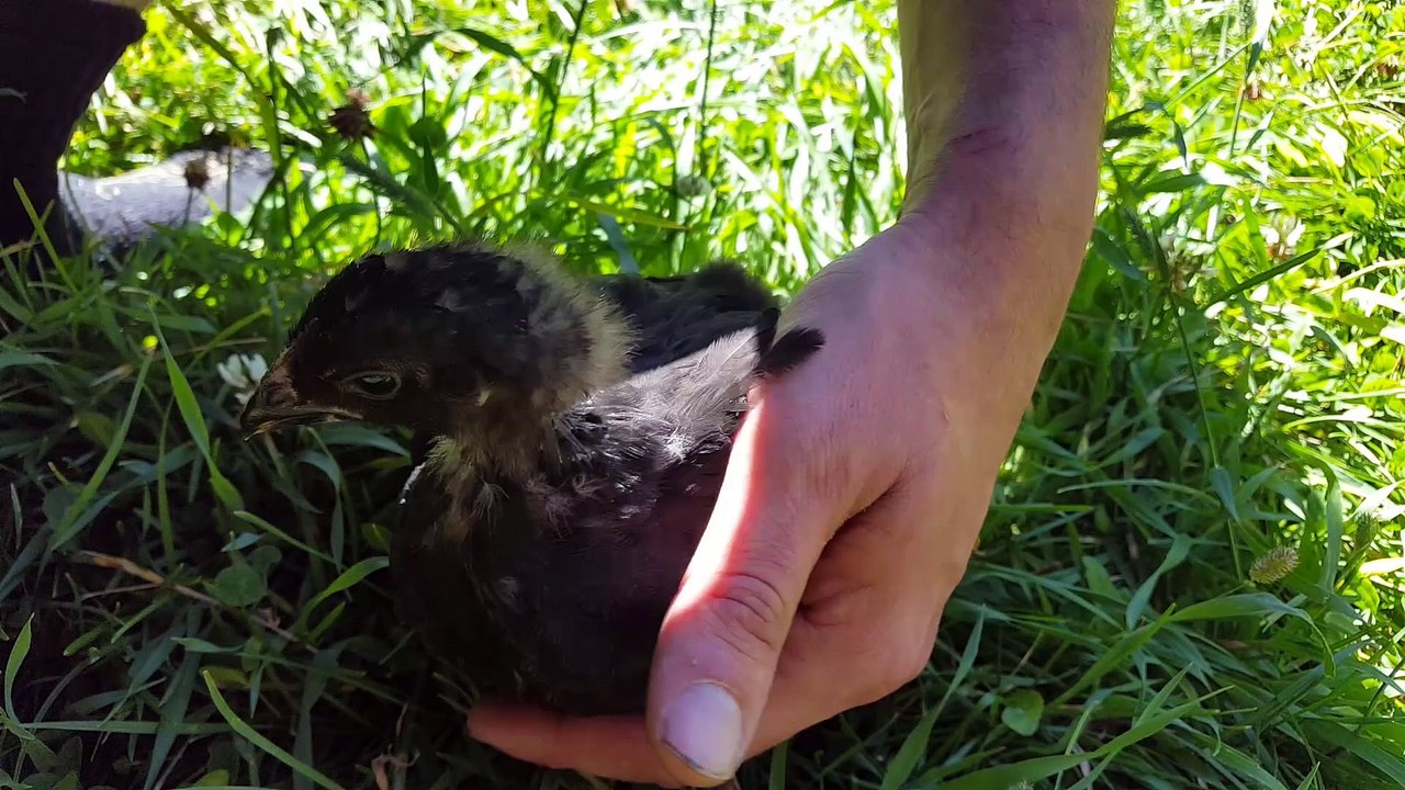 Chick Runs To My Hand