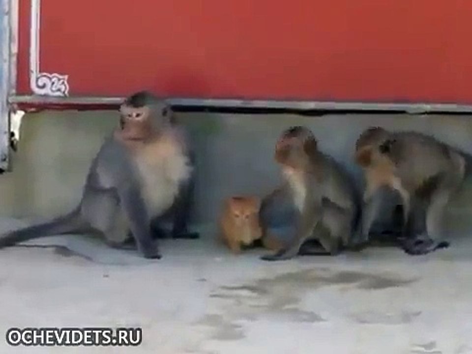 the monkey and cat fun