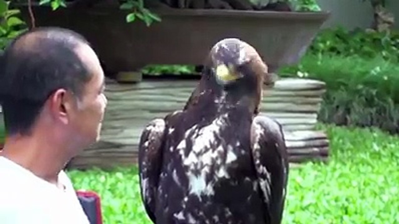 the cute animal love with human videos