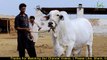 Sher-E-Cholistan I Jamal Cattle Farm I MA SHA ALLAH I Huge Bull I Heavy Cow I Parrot Studio