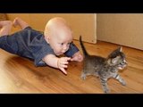 Funny Cats And Babies - Babies Annoying Cats - Funny Video Clip
