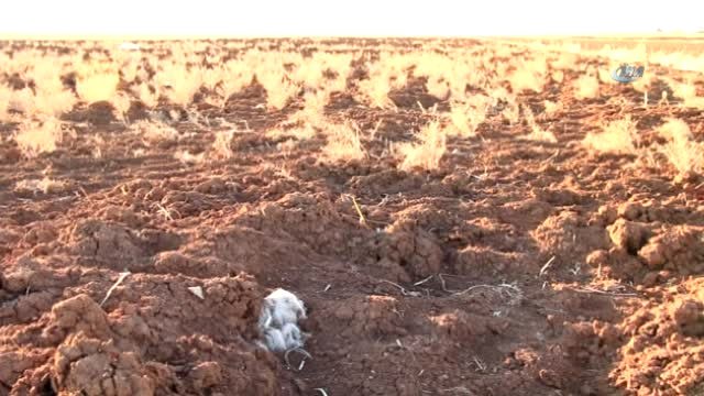 Çiftçiyi Kuraklık Endişesi Sardı