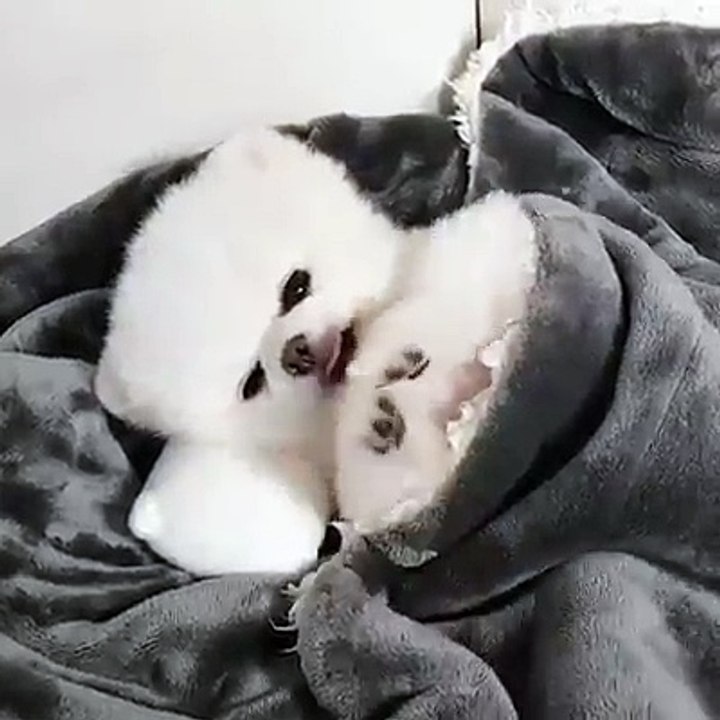 baby dog so cute