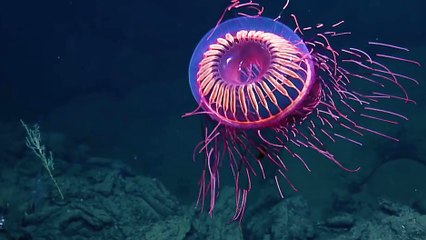 Une méduse qui fait penser à un feu d'artifice