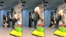 Un chien fait des bonds dans une cuisine