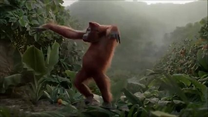 Monkey dancing turkish happy birthday song