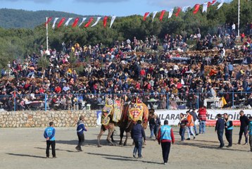 Deve Güreşlerine Yoğun İlgi