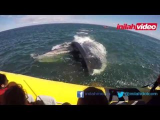 Ketika Paus Melintas Tiba-tiba dari Bawah