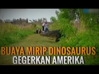 BUAYA BESAR MIRIP DINOSAURUS GEGERKAN DUNIA