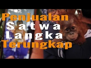 Penjualan Satwa Langka Terungkap
