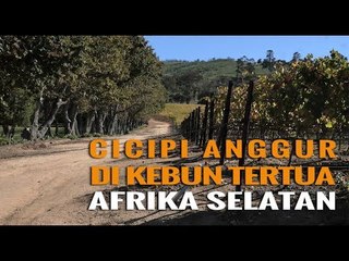 CICIPI ANGGUR DI KEBUN TERTUA AFRIKA SELATAN, GROOT CONSTANTIA