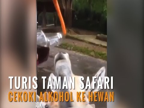 Parah! Turis Taman Safari Cekoki Hewan dengan Miras