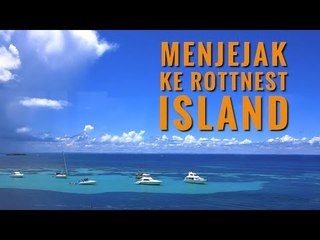 Jelajah ke Rottnest Island, Rumah bagi Hewan Paling Bahagia di Muka Bumi