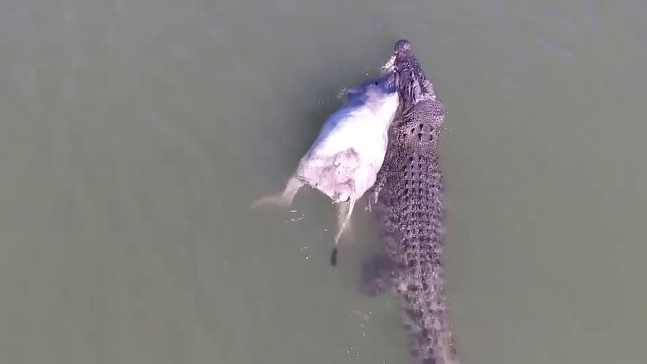 Un crocodile énorme se balade avec une vache dans la bouche