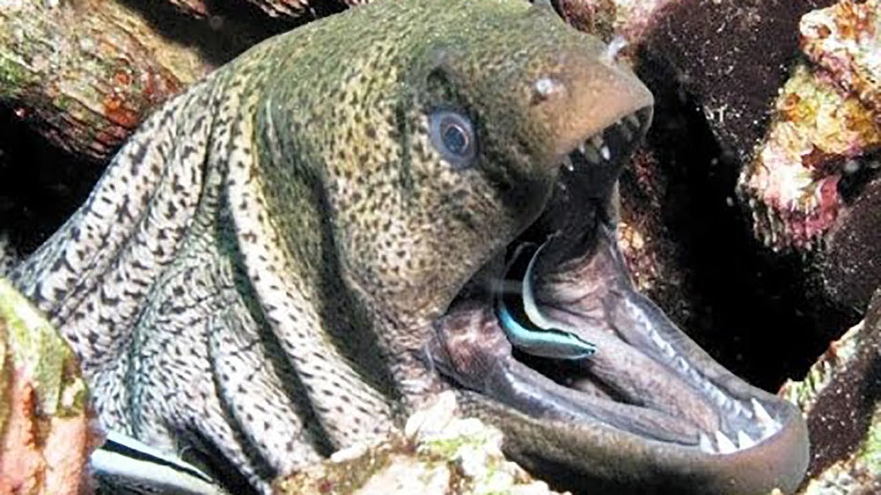 Most Terrible Monster of Ocean Giant Eel Attacks Animals Undersea