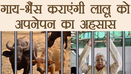 Lalu Yadav को jail में अपनेपन का feel देंगी गाय-भैंस, पीने को मिलेगा RO का पानी । वनइंडिया हिंदी