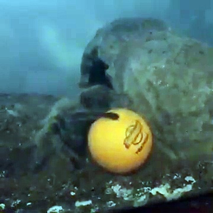 Cette araignée géante s'amuse avec sa balle de ping pong