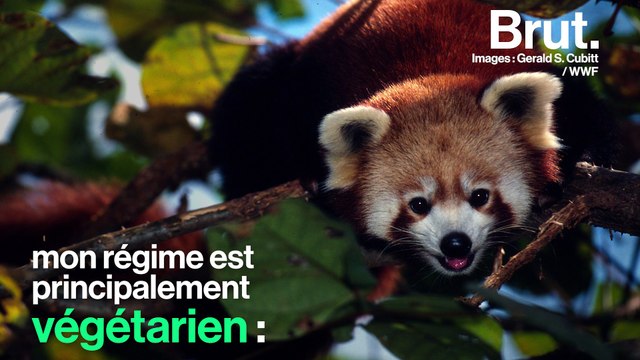 Qui est le panda roux, l'animal préféré des internets ?