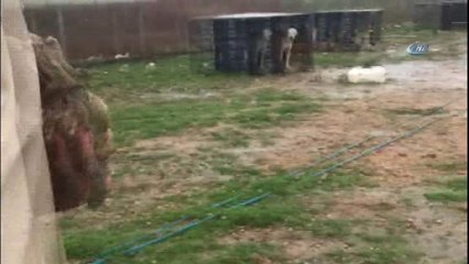 Sokak Köpekleri Ölüme Terk Edildi