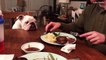 English Bulldog desperately wants his owner's steak