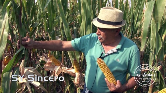 Syngenta hibridi kukuruza – za zrno kakvo nema niko