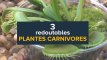 3 redoutables plantes carnivores
