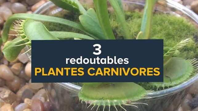 3 redoutables plantes carnivores