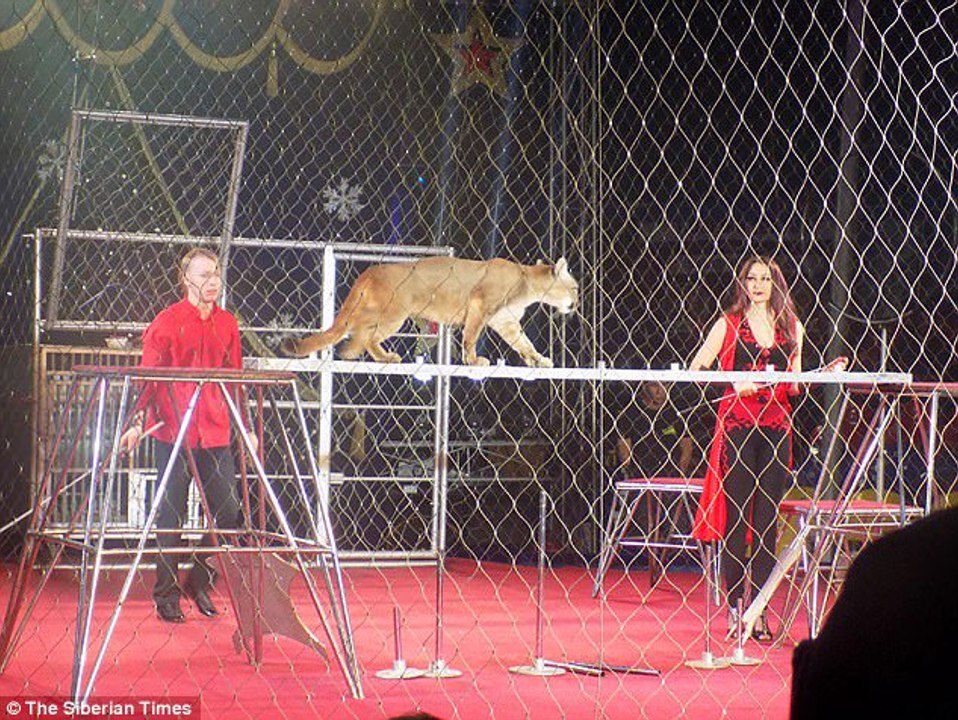 Woman is saved by her thick winter coat in puma attack