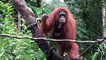 Le zoo de Singapour met ses bébés animaux à l'honneur