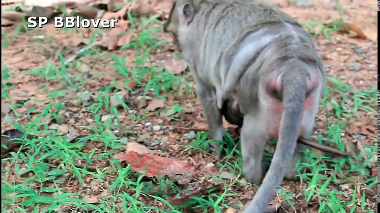 Why Monkey Mom Weaning Baby Very Young Baby Cry Loud - BBlover 79