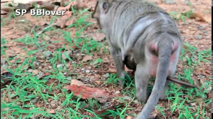 Why Monkey Mom Weaning Baby Very Young Baby Cry Loud - BBlover 79