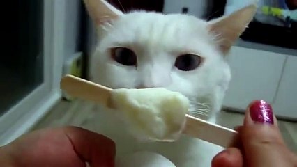 Funny Cats Eating the Ice Cream