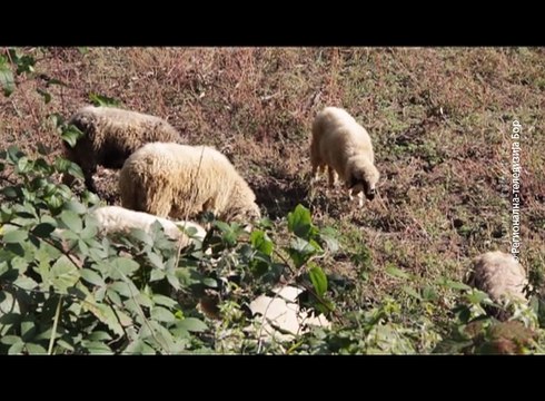 Mere poljoprivredne politike u opštini Majdanpek u 2017. godini, 8. januar 2018 (RTV Bor)