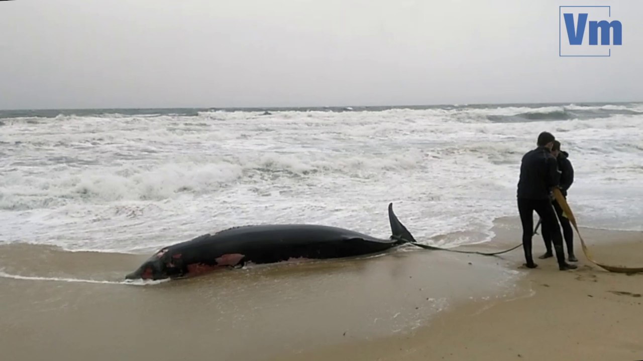 Baleine échouée à Pampelonne