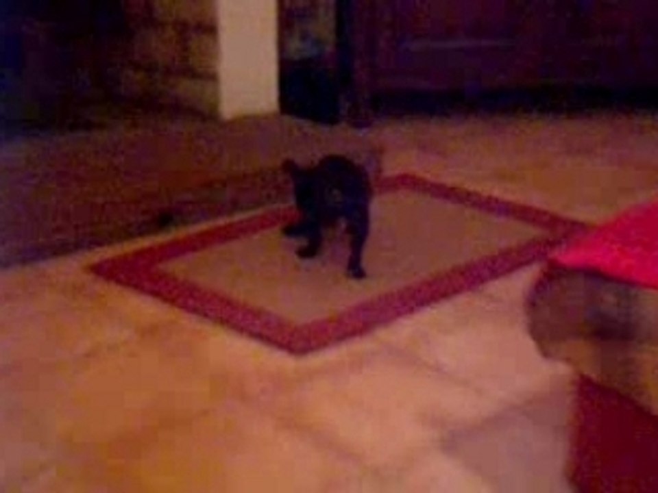 vadrouille bebe