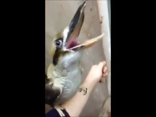 Bird makes a funny sound