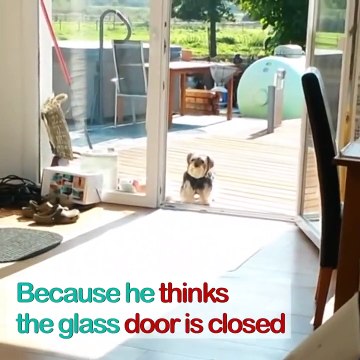 Ce chien idiot attend qu'on lui ouvre la porte... qui est ouverte