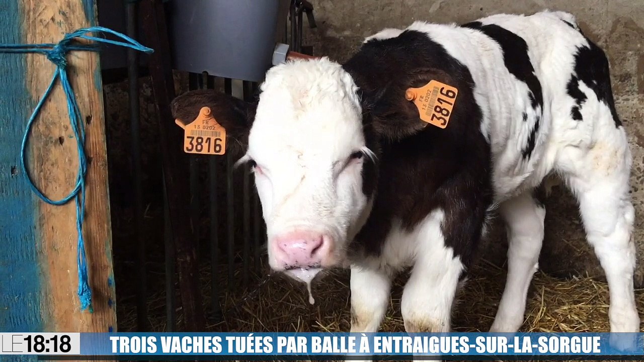 Vaucluse : trois vaches tuées ce week-end de pl...