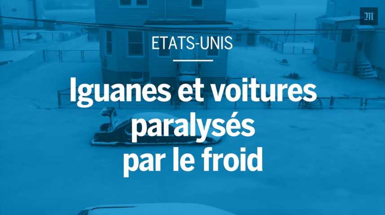 Etats-Unis : iguanes et voitures paralysés par le froid