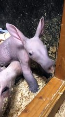We’re live with baby aardvark Winsol, his mom Ali & their care team!