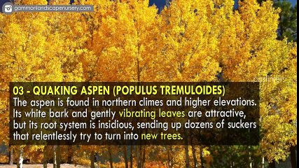 10 Trees You Should Never Plant