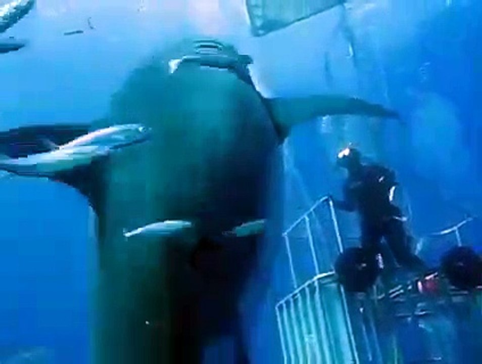 Le plus gros requin blanc au monde