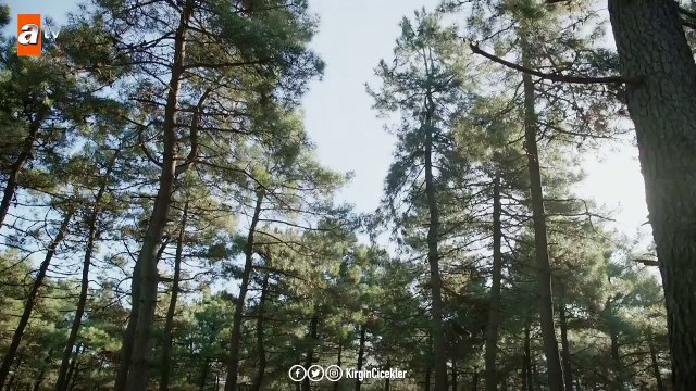 Ali, aşkını mı tercih edecek, görevini mi? - Kırgın Çiçekler 104.Bölüm