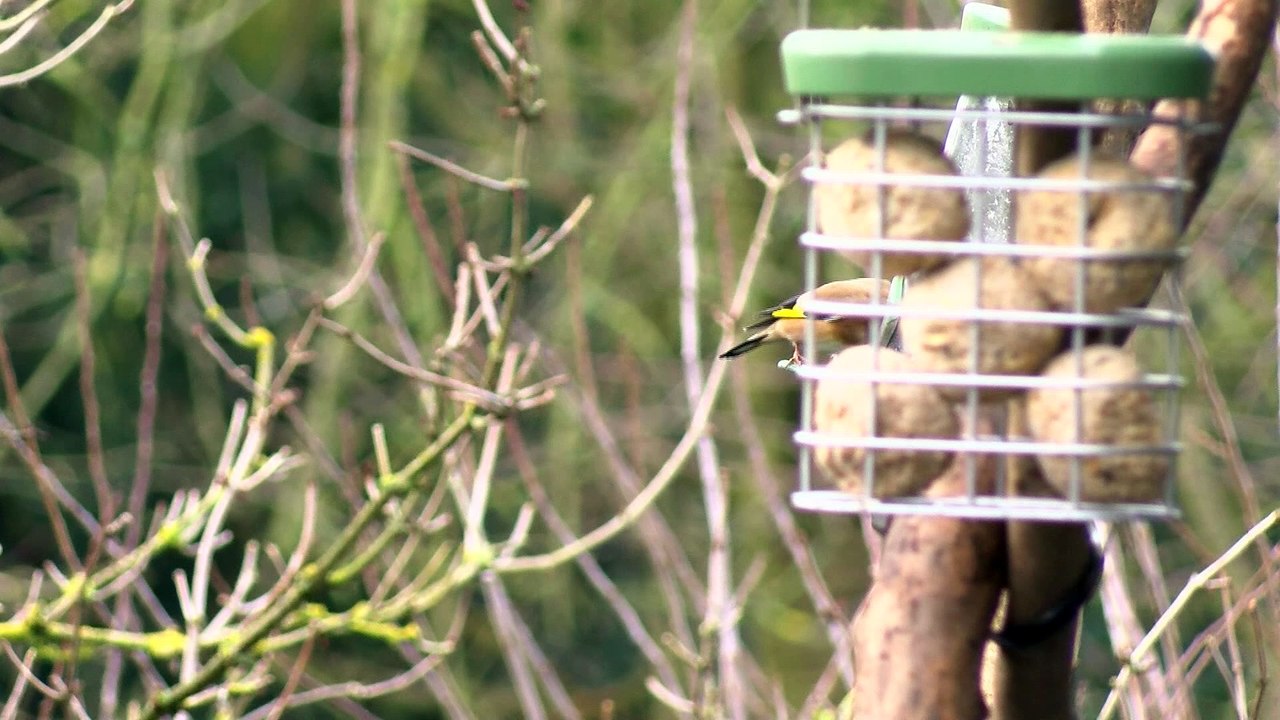 Bird Watch Week